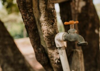 An aged outdoor faucet mounted on a tree, blending with nature.