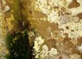 Close-up of a weathered wall with moss texture in Fès, Morocco.