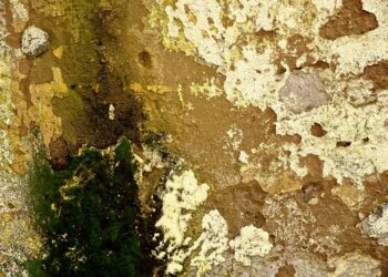 Close-up of a weathered wall with moss texture in Fès, Morocco.