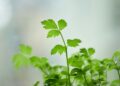 Vibrant close-up of fresh green parsley leaves, perfect for culinary use or botanical studies.