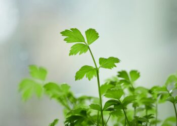 Vibrant close-up of fresh green parsley leaves, perfect for culinary use or botanical studies.
