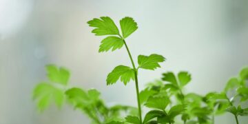 Vibrant close-up of fresh green parsley leaves, perfect for culinary use or botanical studies.