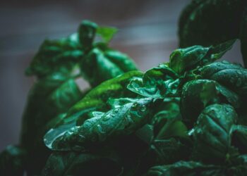 Detailed close-up of fresh basil leaves covered in water droplets, showcasing lush green foliage.