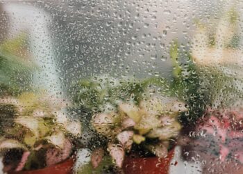 Blurred view of potted plants seen through a dew-covered window, creating a fresh atmosphere.