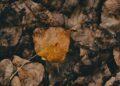 Detailed view of decaying brown leaves, showcasing nature's decomposition process.