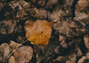 Detailed view of decaying brown leaves, showcasing nature's decomposition process.