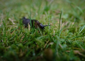 Close-up photo of a slug crawling on green grass in a backyard garden.