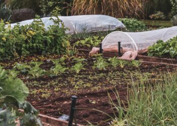 Thriving vegetable garden featuring protective covers and lush plants.