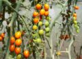 Close-up of colorful cherry tomatoes in various ripening stages on vines in a greenhouse setting.