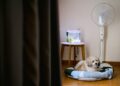 A relaxed dog on a cushion beside a fish tank and fan in a cozy indoor setting.