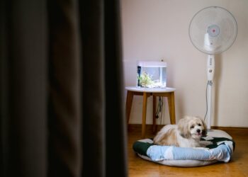 A relaxed dog on a cushion beside a fish tank and fan in a cozy indoor setting.