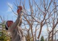 An adult man pruning bare trees in a garden in spring in Niğde, Türkiye.