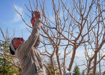 An adult man pruning bare trees in a garden in spring in Niğde, Türkiye.