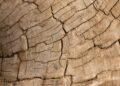 Close-up image showing the intricate details of cracked wooden texture.