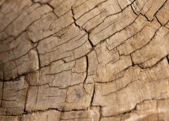 Close-up image showing the intricate details of cracked wooden texture.