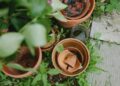 Overhead view of broken clay pots surrounded by plants and greenery.
