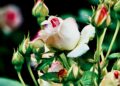 Captivating close-up of rose buds and a blooming rose, showcasing nature's elegance.