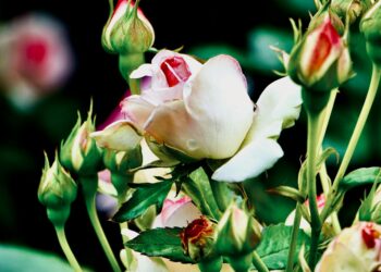Captivating close-up of rose buds and a blooming rose, showcasing nature's elegance.