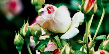 Captivating close-up of rose buds and a blooming rose, showcasing nature's elegance.