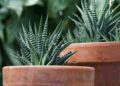 Detailed view of zebra succulents in terracotta pots with green blurred background.