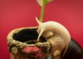 A detailed image of a snail exploring a textured planter against a vibrant red background.