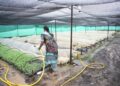 An Indian woman waters plants in a greenhouse, nurturing seedlings for sustainable agriculture.
