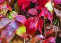 Close-up of vivid red leaves with rain drops, representing fall foliage.