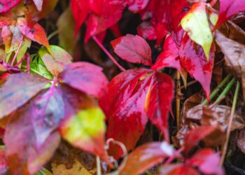 Close-up of vivid red leaves with rain drops, representing fall foliage.