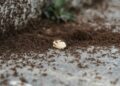 A large colony of ants swarming over a piece of food outdoors on a stone surface.
