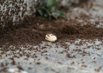 A large colony of ants swarming over a piece of food outdoors on a stone surface.