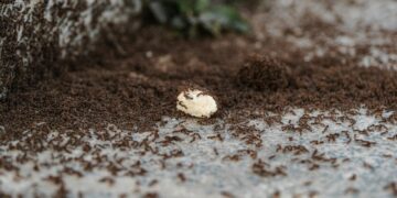 A large colony of ants swarming over a piece of food outdoors on a stone surface.