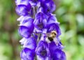A close-up of a bee pollinating vibrant purple delphinium flowers in a garden setting.