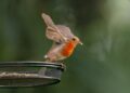 A vibrant European Robin takes off from a bird feeder with blurred green background.