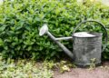 A metal watering can beside green shrubs in a garden setting, perfect for gardening themes.