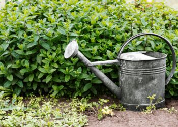 A metal watering can beside green shrubs in a garden setting, perfect for gardening themes.