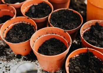 Top view of several empty pots filled with soil, ready for planting.