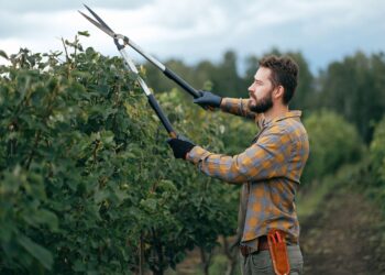 Gardener using large shears to trim plants in an outdoor garden.