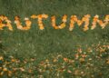 Yellow autumn leaves spell 'AUTUMN' on a vibrant green grass lawn.