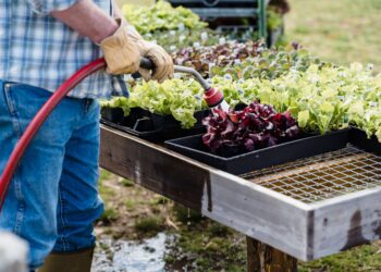 Crop anonymous adult male gardener in checkered shirt and jeans watering green fresh organic lettuce placed in boxes on farmland in daytime