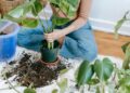 High angle of crop anonymous female gardener sitting on floor and planting houseplant in flowerpot for home decor