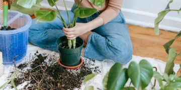 High angle of crop anonymous female gardener sitting on floor and planting houseplant in flowerpot for home decor