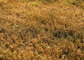Close-up of brown and green grass under bright sunlight, showcasing a dry lawn in early autumn.