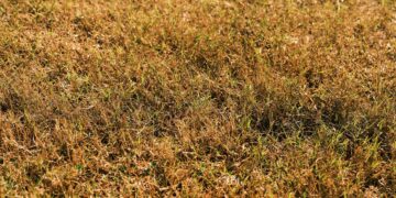 Close-up of brown and green grass under bright sunlight, showcasing a dry lawn in early autumn.
