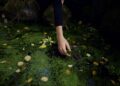 A hand gently touches the surface of a duckweed-covered pond, showcasing serene natural beauty.