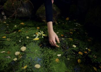A hand gently touches the surface of a duckweed-covered pond, showcasing serene natural beauty.