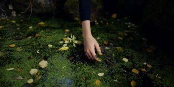 A hand gently touches the surface of a duckweed-covered pond, showcasing serene natural beauty.