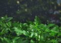 Vibrant green leaves capture raindrops, creating a refreshing monsoon scene.