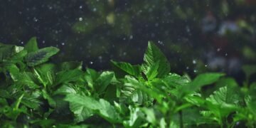 Vibrant green leaves capture raindrops, creating a refreshing monsoon scene.