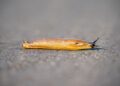 Detailed shot of a slug with texture on a wet outdoor surface.