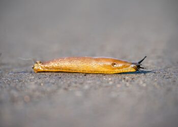 Detailed shot of a slug with texture on a wet outdoor surface.